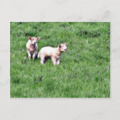Lambs Sheep Postkarte (Vorderseite)