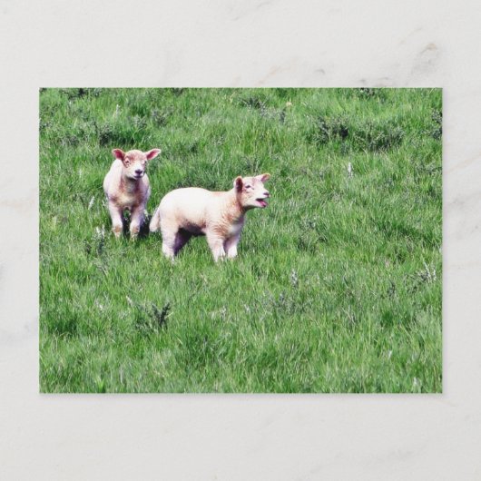 Lambs Sheep Postkarte (Vorderseite)