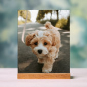 Lamina con foto de perro bonito tierno acrylschild (Neutral)