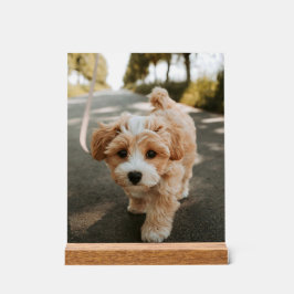 Lamina con foto de perro bonito tierno acrylschild