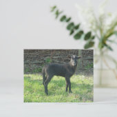 Lamm 2012 - Ladymermaid Postkarte (Stehend Vorderseite)