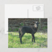 Lamm 2012 - Ladymermaid Postkarte (Vorne/Hinten)