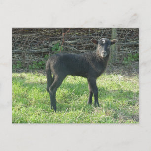 Lamm 2012 - Ladymermaid Postkarte