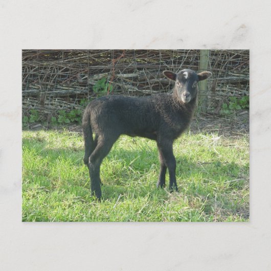 Lamm 2012 - Ladymermaid Postkarte (Vorderseite)