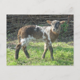 Lamm 2012: SusannaDuffy Postkarte