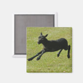 Lamm aus dem Gotland-Schafmagnet Magnet (Vorderseite/Rückseite)