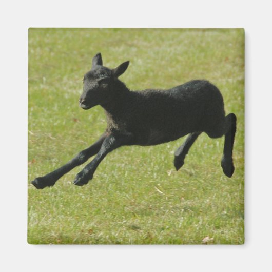 Lamm aus dem Gotland-Schafmagnet Magnet (Vorne)