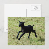 Lamm aus Gotland-Schafspelze Postkarte (Vorne/Hinten)