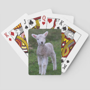 Lamm Baby Schaf landwirtschaftliches Tier Spielkarten