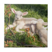 Lamm im Frühjahr Fliese (Vorderseite)