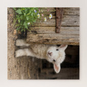 Lamm lugt hinter einer Scheunentür hervor Puzzle (Horizontal)