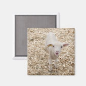 Lamm Magnet (Vorderseite/Rückseite)