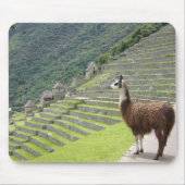 Lamm Mousepad (Vorne)