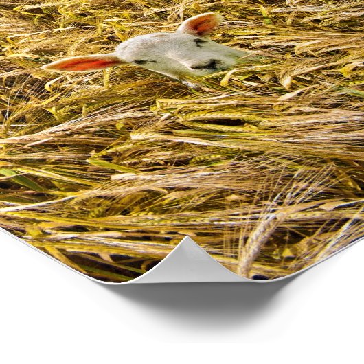 Lamm Poster (Ecke)
