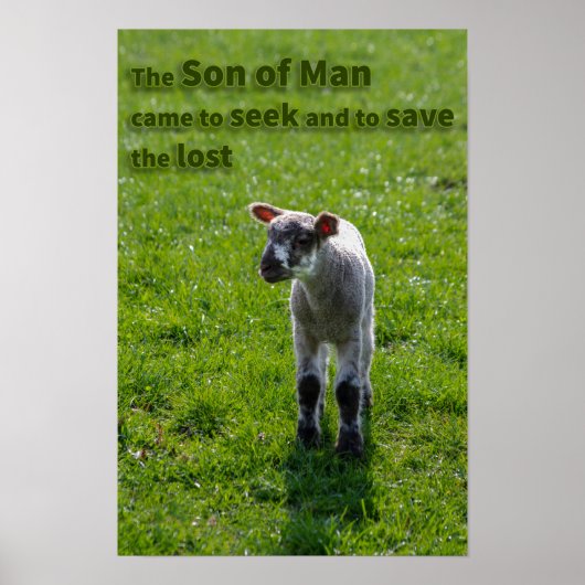 Lamm Poster (Vorne)