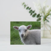 Lamm Postkarte (Stehend Vorderseite)