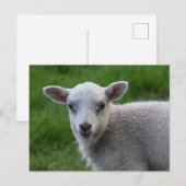 Lamm Postkarte (Vorne/Hinten)