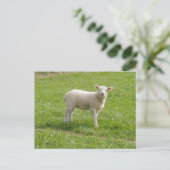 Lamm Postkarte (Stehend Vorderseite)