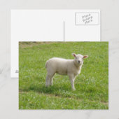Lamm Postkarte (Vorne/Hinten)