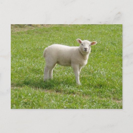 Lamm Postkarte (Vorderseite)