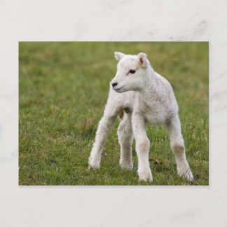 Lamm Postkarte