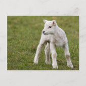 Lamm Postkarte (Vorderseite)