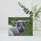 Lamm Postkarte (Stehend Vorderseite)