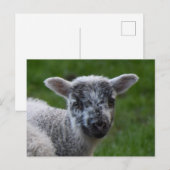 Lamm Postkarte (Vorne/Hinten)