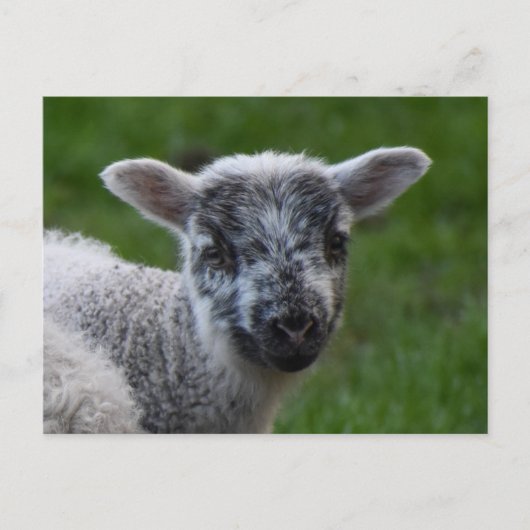 Lamm Postkarte (Vorderseite)