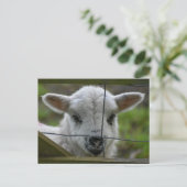 Lamm Postkarte (Stehend Vorderseite)