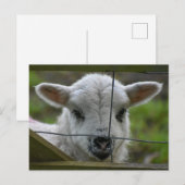 Lamm Postkarte (Vorne/Hinten)