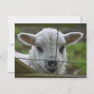 Lamm Postkarte