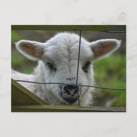 Lamm Postkarte (Vorderseite)