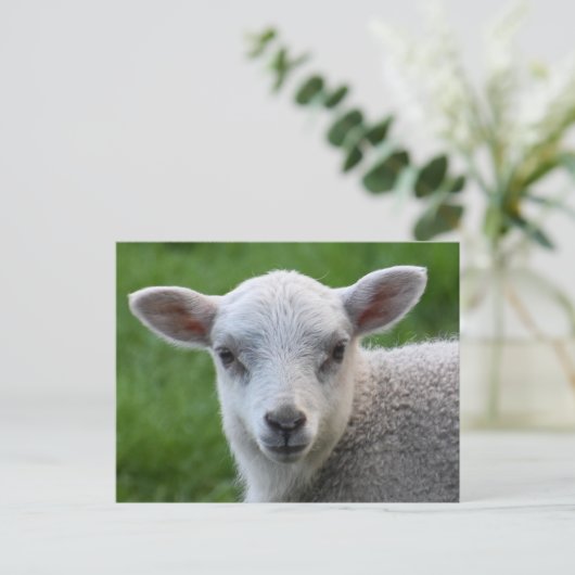 Lamm Postkarte (Stehend Vorderseite)