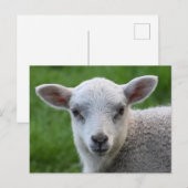 Lamm Postkarte (Vorne/Hinten)