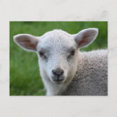 Lamm Postkarte (Vorderseite)