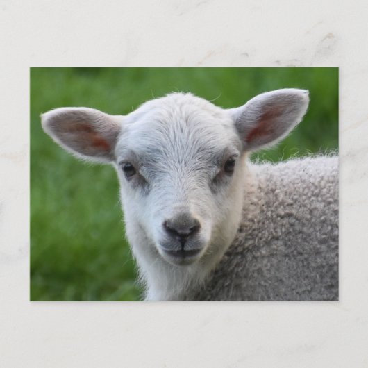 Lamm Postkarte (Vorderseite)