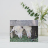 Lamm-Postkarte Postkarte (Stehend Vorderseite)