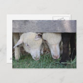 Lamm-Postkarte Postkarte (Vorne/Hinten)