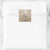 Lamm Quadratischer Aufkleber (Tasche)