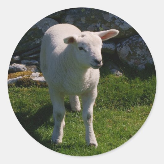 Lamm Runder Aufkleber (Vorderseite)