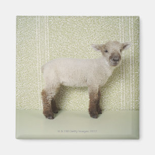 Lamm stehend zuhause und Blumentapete Magnet