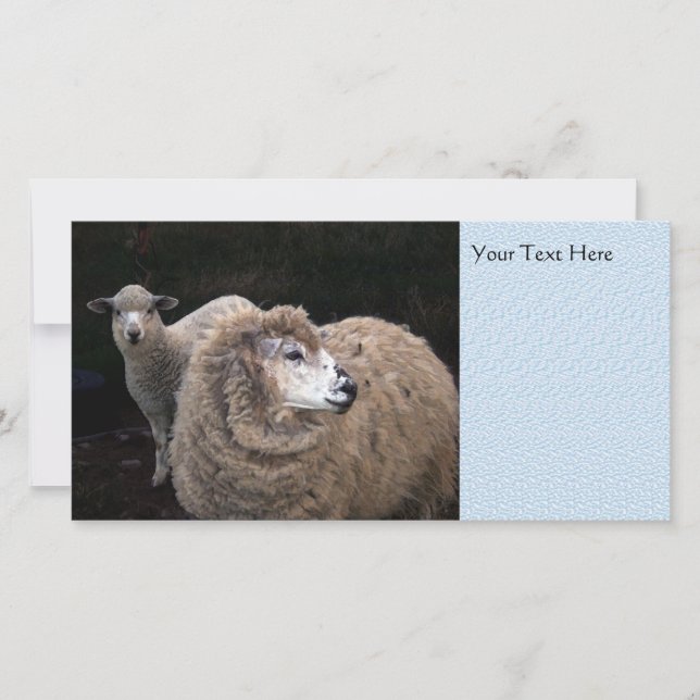 Lamm und Schafe (Vorderseite)