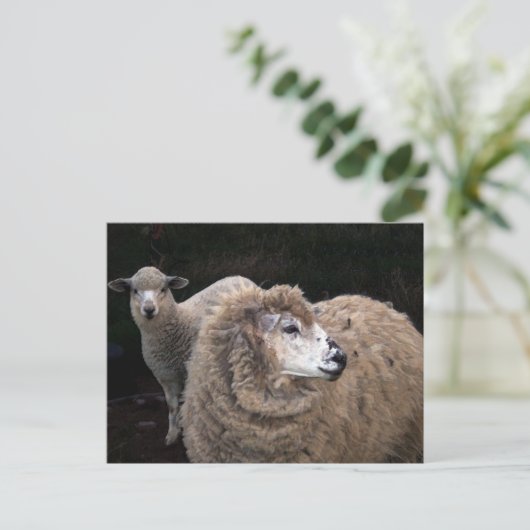 Lamm und Schafe Postkarte (Stehend Vorderseite)