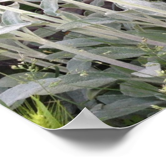 Lämmer OhrPflanze Poster (Ecke)