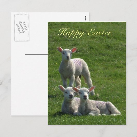 Lämmer Ostern Postkarte (Vorne/Hinten)