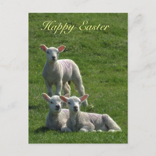 Lämmer Ostern Postkarte (Vorderseite)