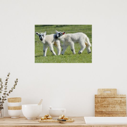 Lämmer Poster (Küche)