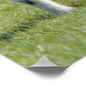 Lämmer Poster (Ecke)