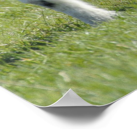 Lämmer Poster (Ecke)